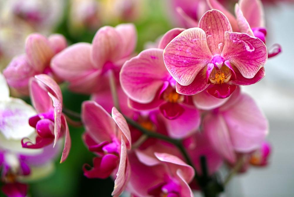 healthy orchid