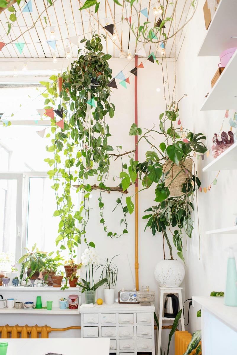 indoor plants