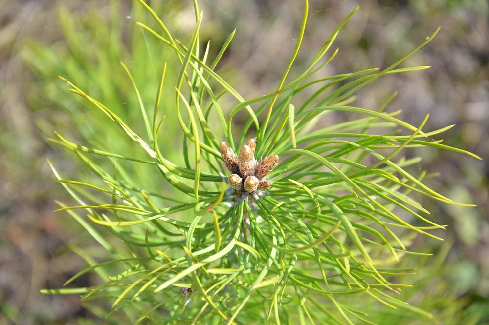 pine shoots