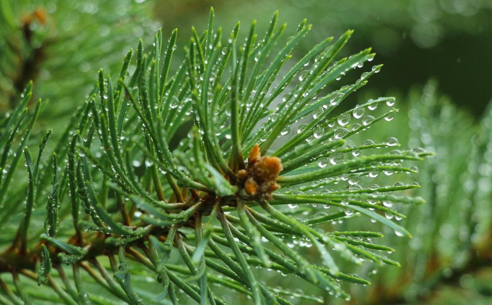 pine shoots